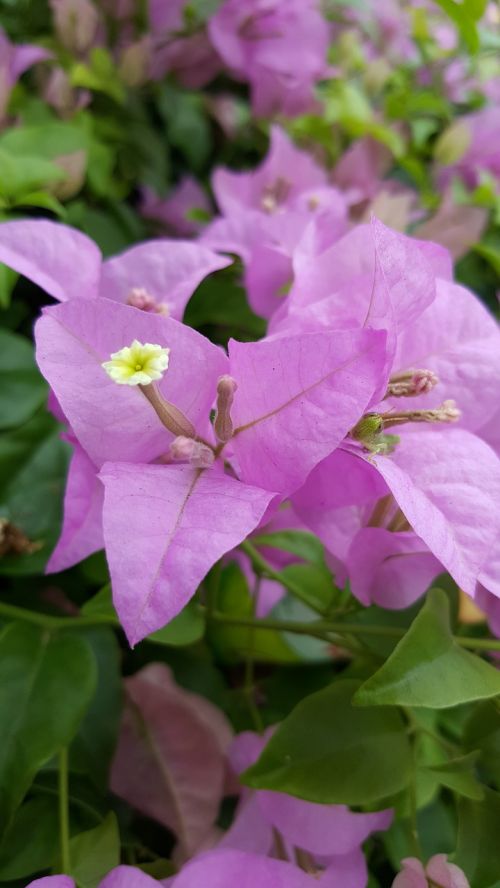 purple flora flower