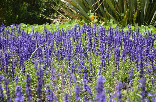 purple green nature