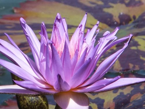 purple flower blooming