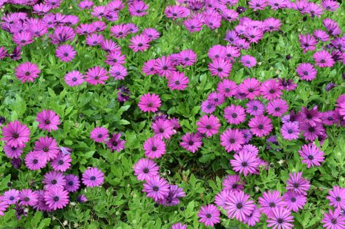 purple flowers garden