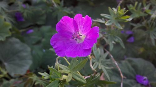 purple pink flower