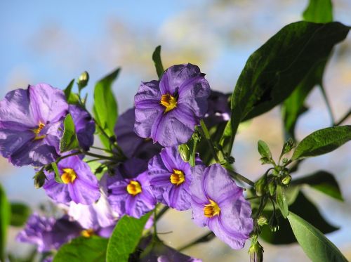 purple shrub flowers