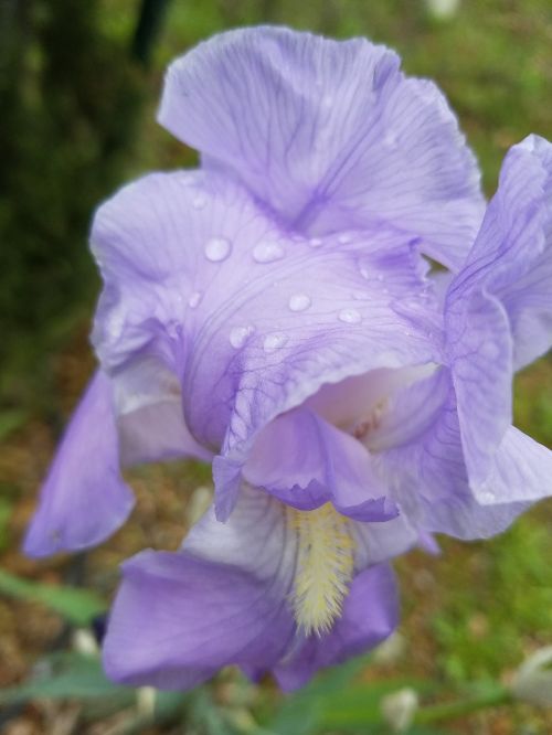 purple flower dew