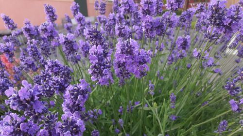 purple blue lavender