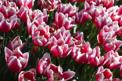 purple pink tulips