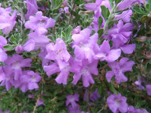 purple flowers nature