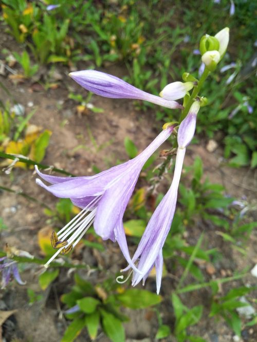 purple flower life