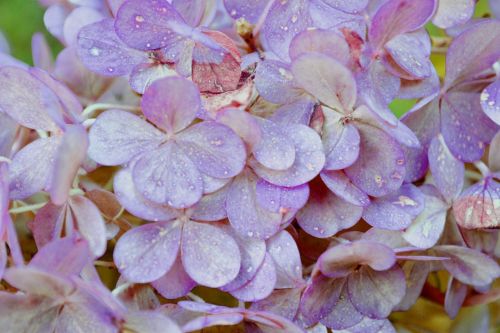 purple flower purple flower