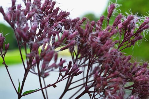 purple flower purple flower