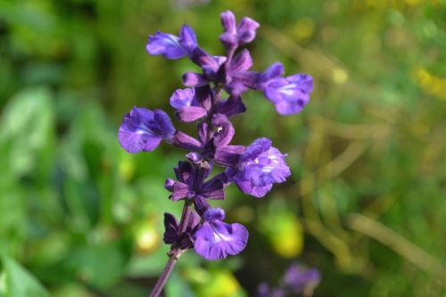 purple blossom bloom