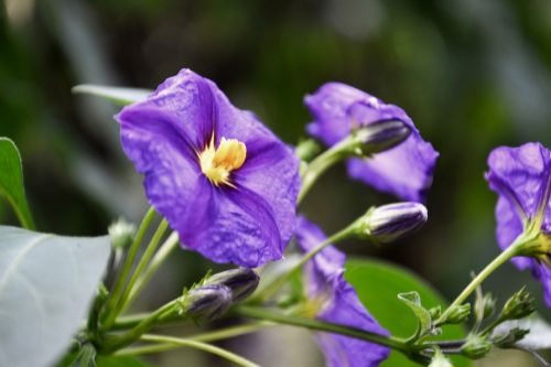 purple blossom bloom