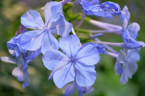 purple blossom bloom