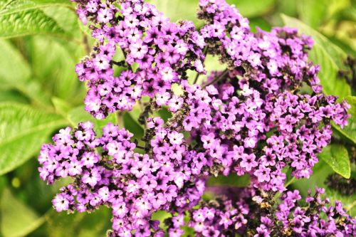 purple flowers flower