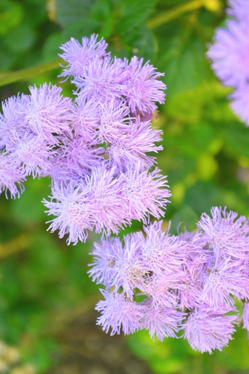 purple blossom bloom