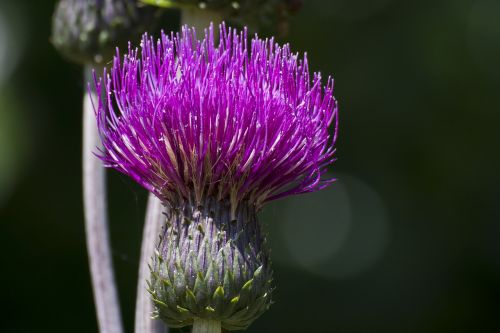 purple flower thistle