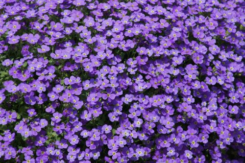 purple flowers small flower