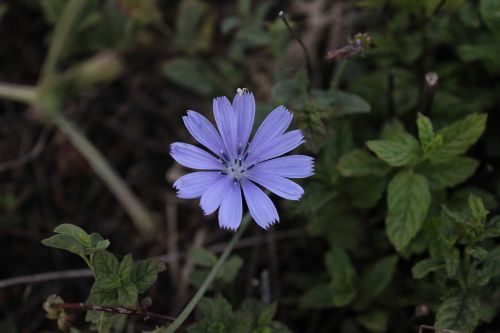 purple flower kocaeli