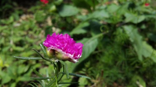 purple flower plant