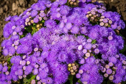 purple flowers blossom