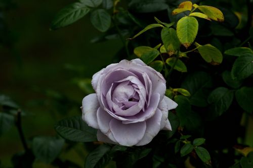 purple rose flower