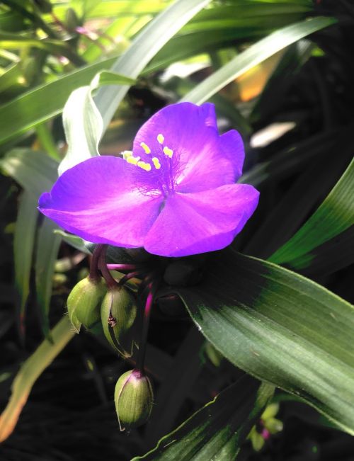 purple plant garden
