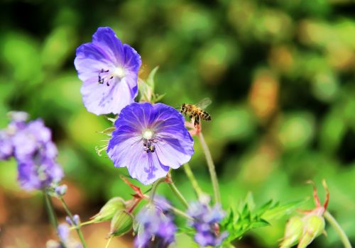 purple bee garden