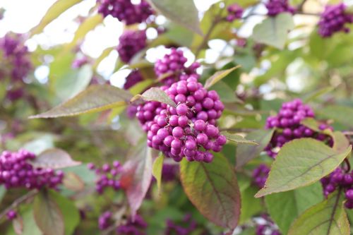 purple autumn berry
