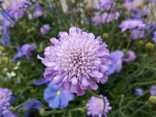 purple flower bloom