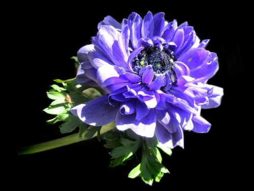 purple anemone double flower