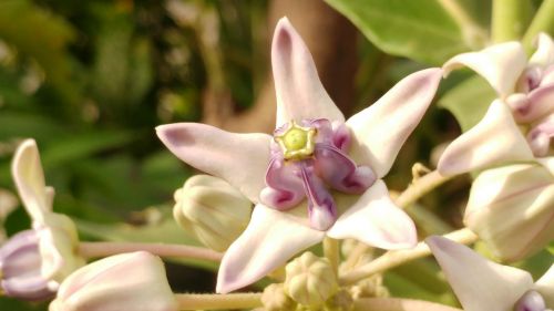 purple pistil star