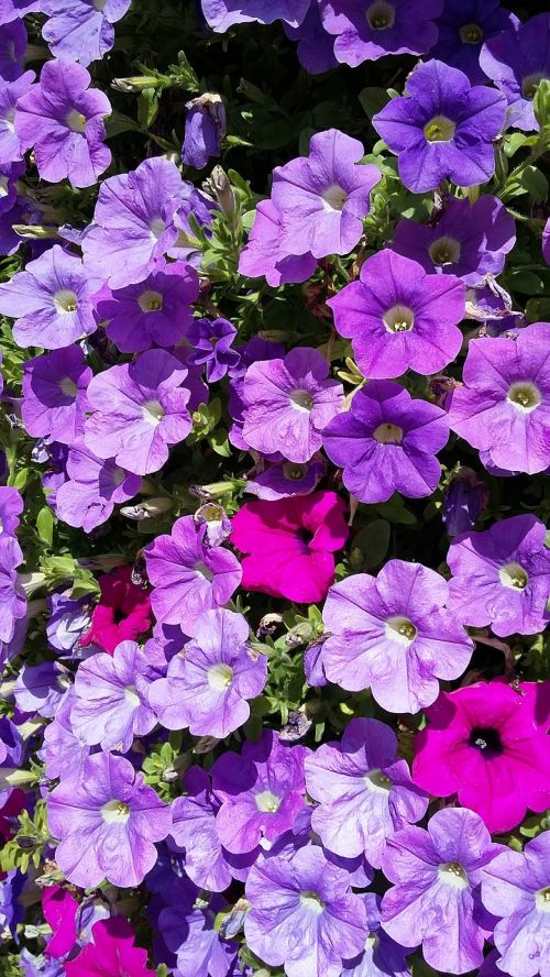 purple flowers sun