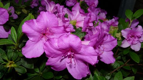 purple azaleas garden plant