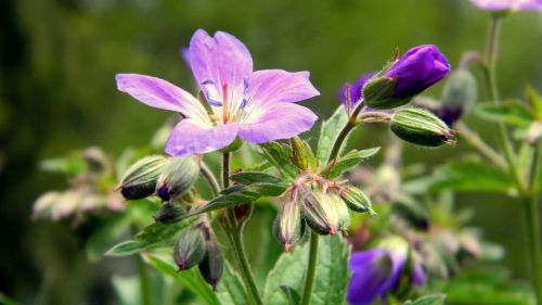 purple flower plant