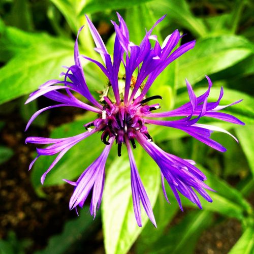 purple spider flower