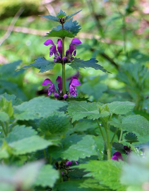 purple violet nettle