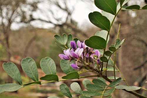 purple  spring  leaf