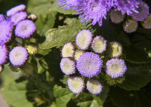 purple flower plant