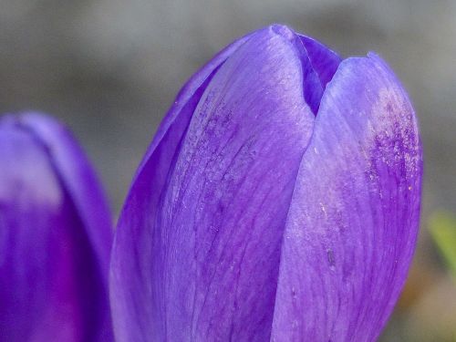 purple crocus blossom
