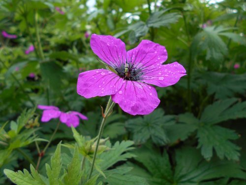 purple  flower  plant