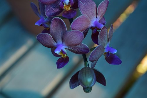 purple  orchid  bokeh