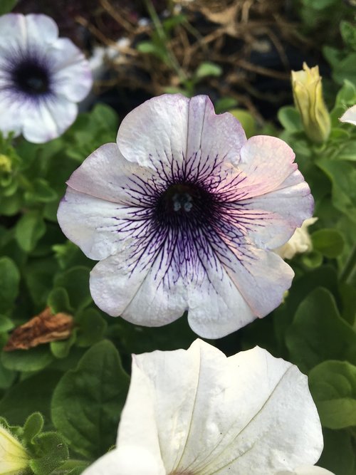 purple  white  flower