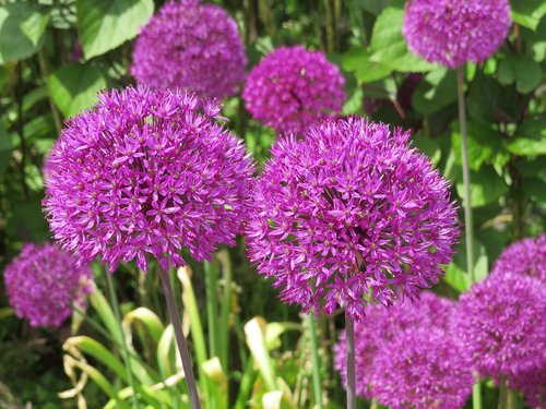 purple  flower  allium