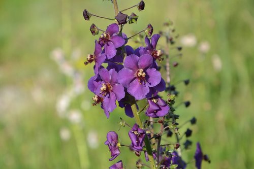 purple  flower  nature