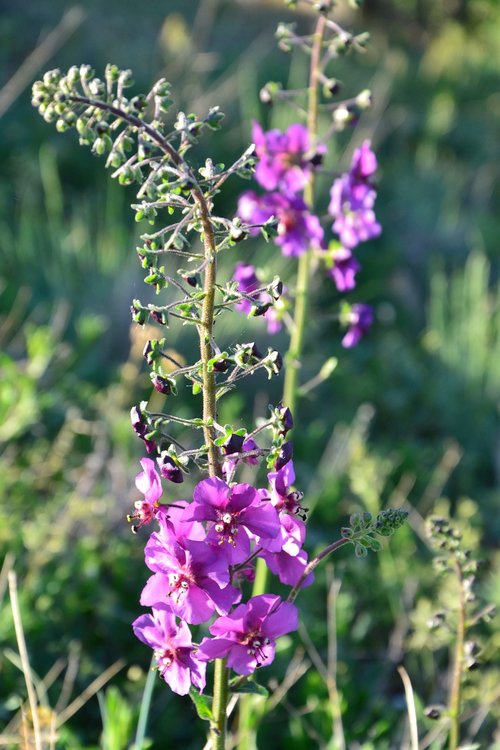 purple  flower  nature