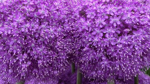 purple  flower  purple flower