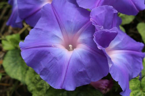 purple  flora  flower
