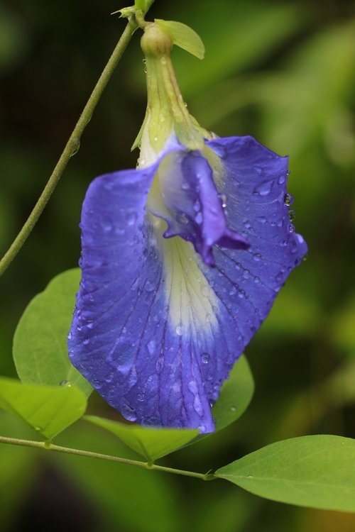 purple  flower  droplets