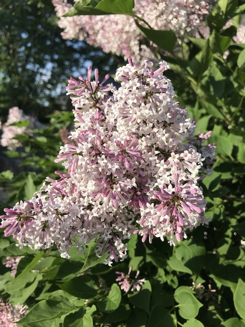 purple  lilac  nature