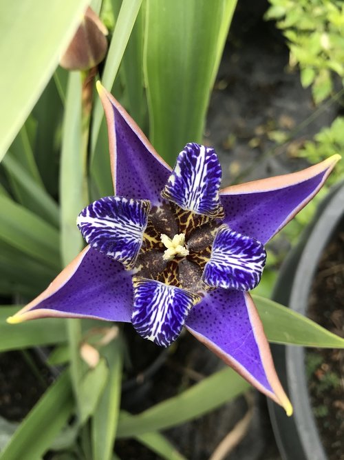 purple  iris  strange