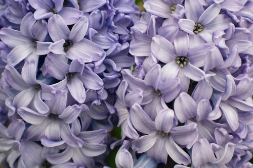 purple  flowers  hyacinth